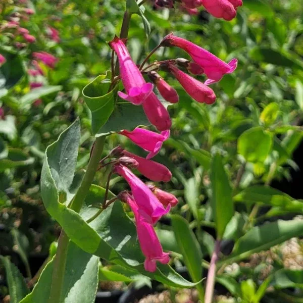 Desert Beardtongue