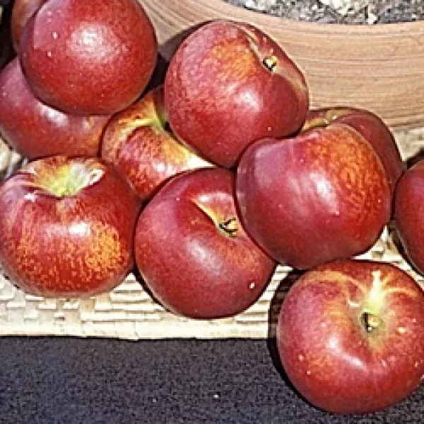 Desert Dawn Yellow Nectarine