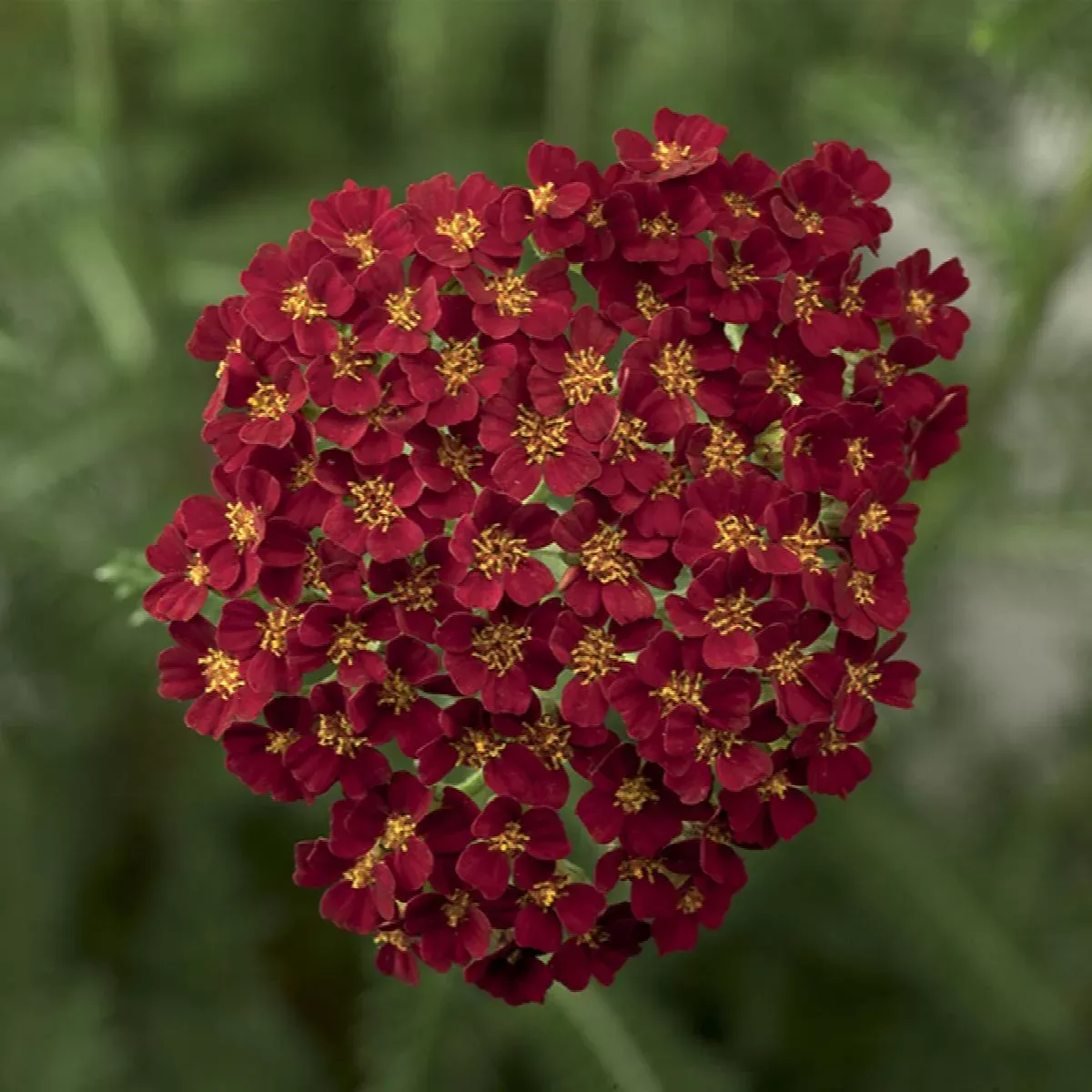 Desert Eve™ Yarrow Vars