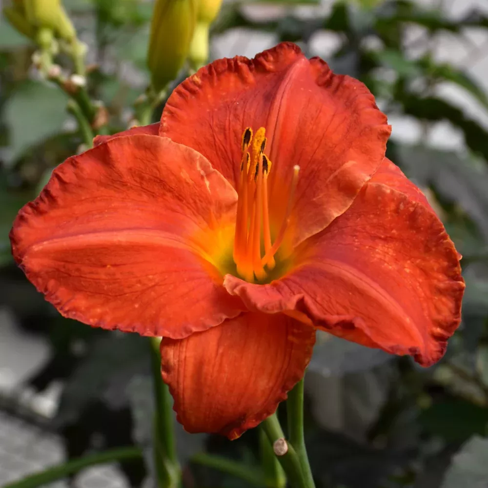 Desert Flame Daylily