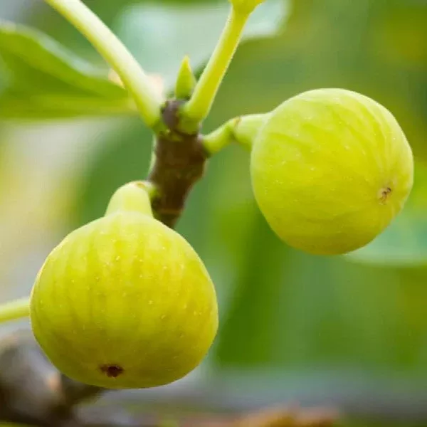 Desert King Fig