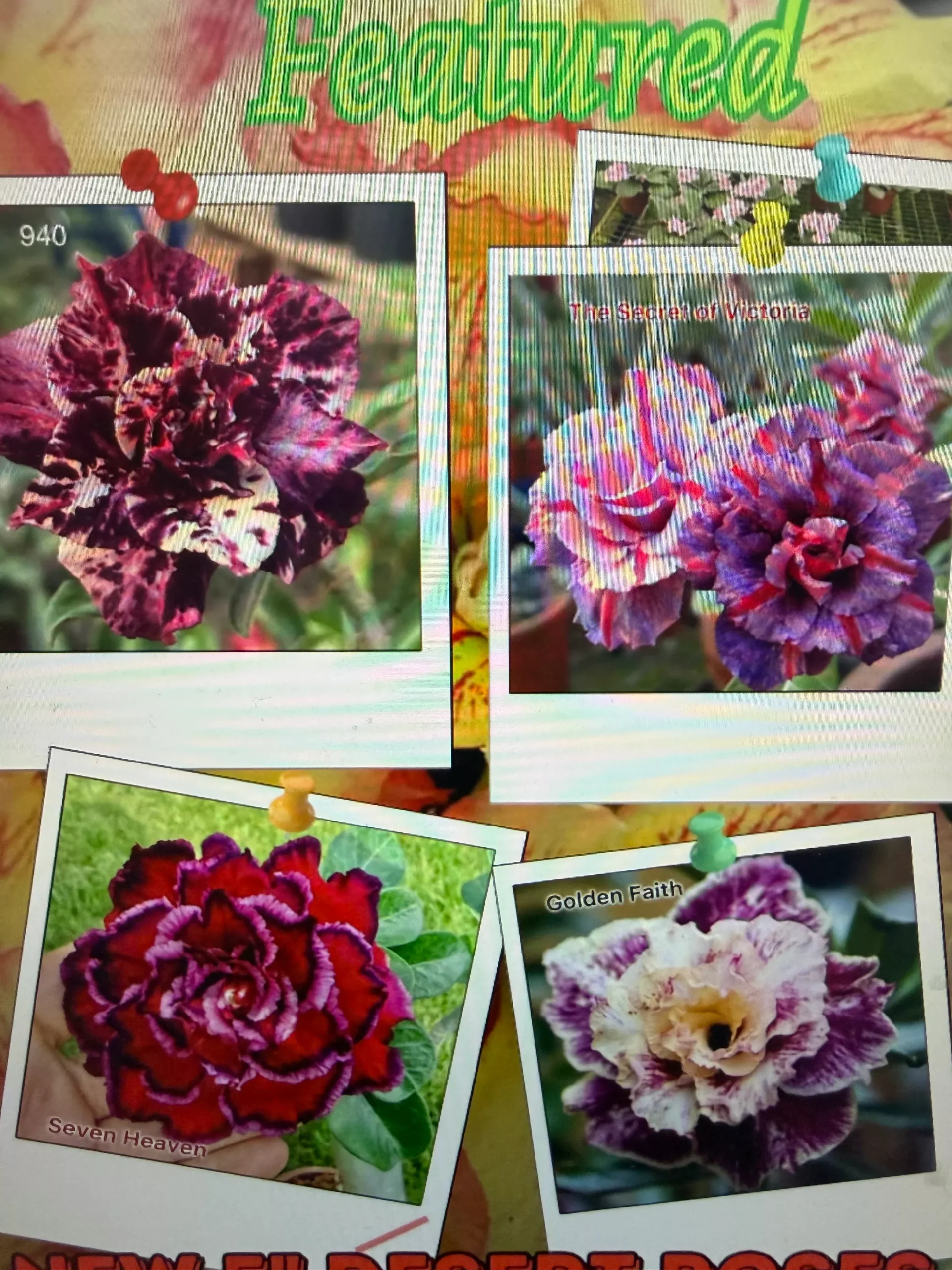Desert Rose Collector's Corner