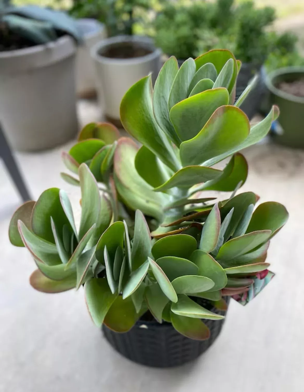 Desert Rose Paddle Plant