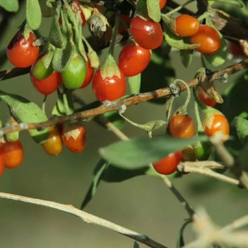 Desert Wolfberry Open Pollinated Seeds (Lycium exsertum) Wild native cousin of goji berry; thrives in dry climates and attracts pollinators and birds