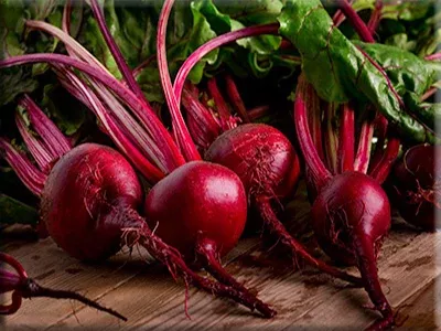 Detroit Dark Red Beet (1892)