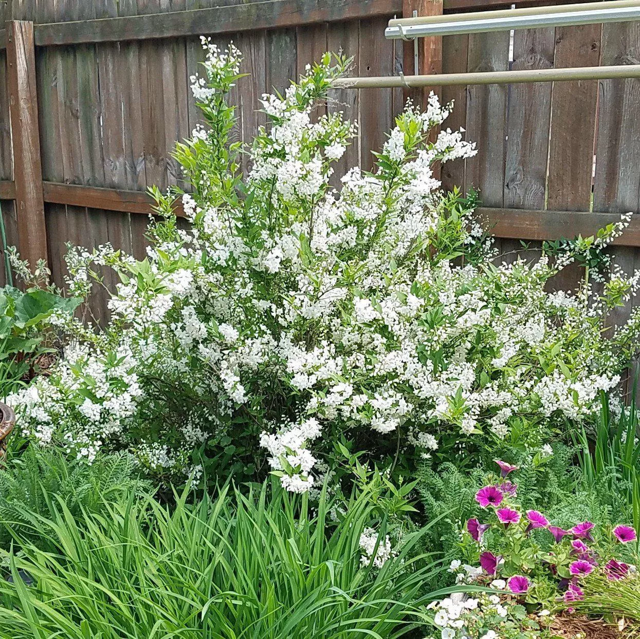Deutzia gracilis 'Nikko'- Dwarf Nikko Deutzia