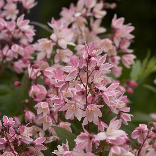Deutzia 'NCDX2'- Yuki Cherry Blossom Deutzia