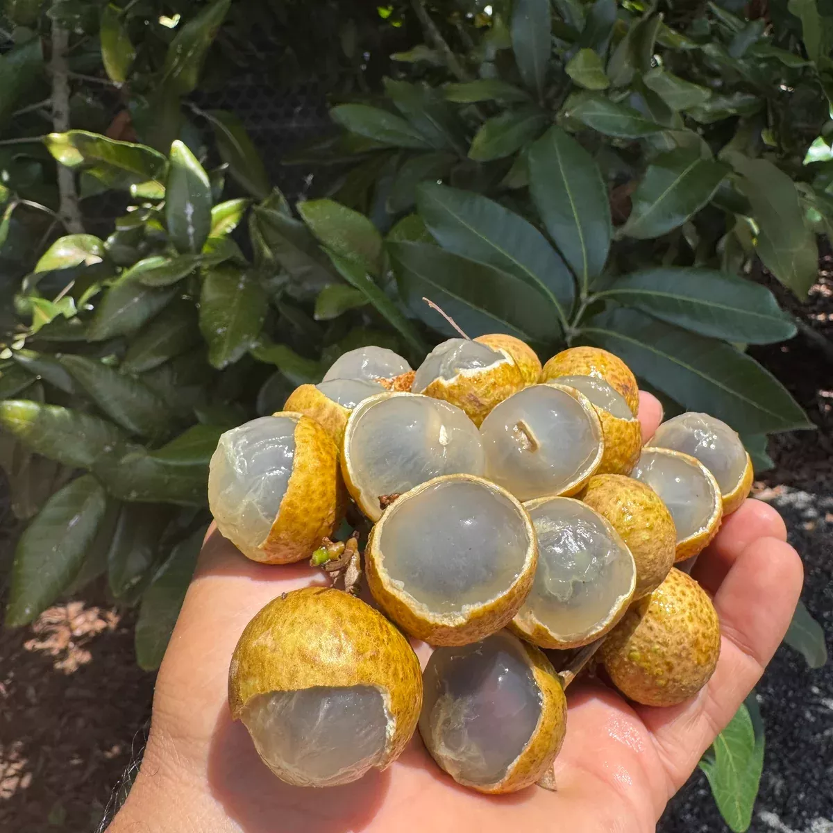Diamond River Longan