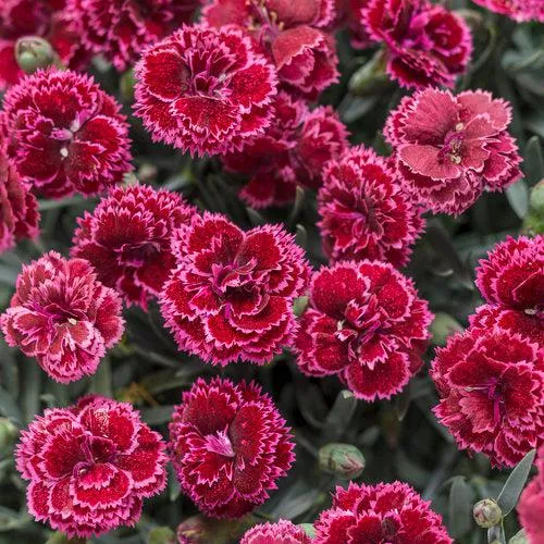 Dianthus 'Black Cherry Frost'- Fruit Punch Black Cherry Frost Dianthus