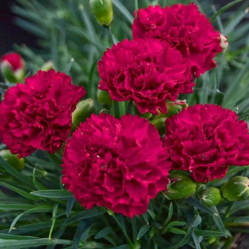 Dianthus 'Cranberry Cocktail'- PW Fruit Punch Cranberry Cocktail Dianthus
