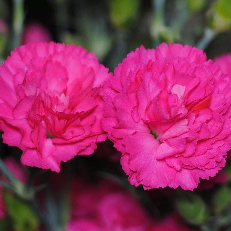 Dianthus 'Double Bubble'- Pretty Poppers™ Double Bubble Dianthus