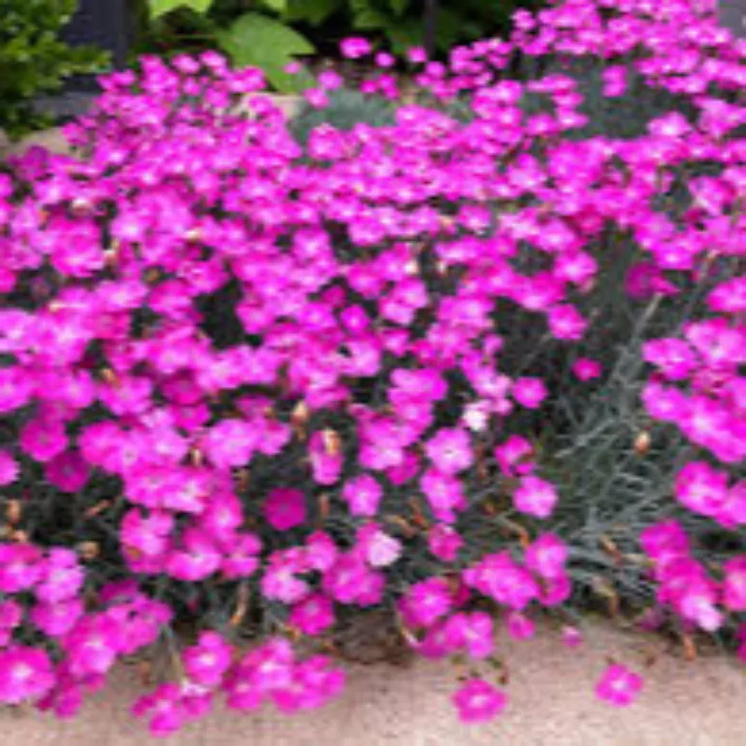 Dianthus 'Firewitch' Cheddar Pinks (Border Pinks) - [EG]