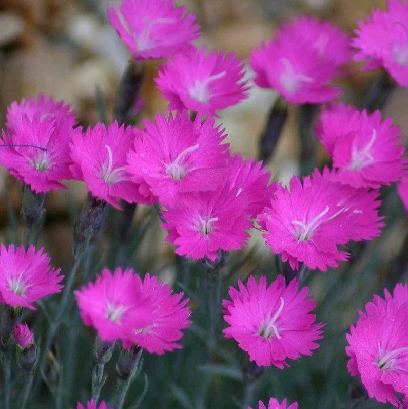 Dianthus gratianopolitanus 'Firewitch'- Firewitch Dianthus, Cheddar Pink
