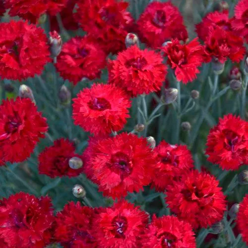 Dianthus 'Maraschino'- Fruit Punch Maraschino Dianthus
