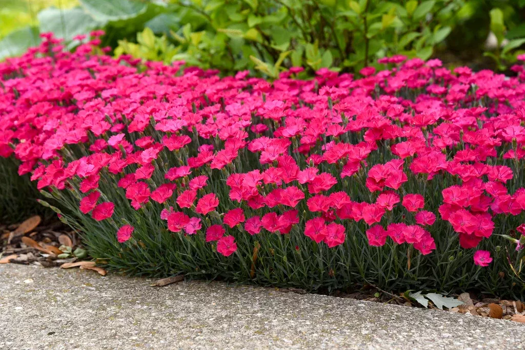 Dianthus Paint the Town Magenta - 1 Gallon