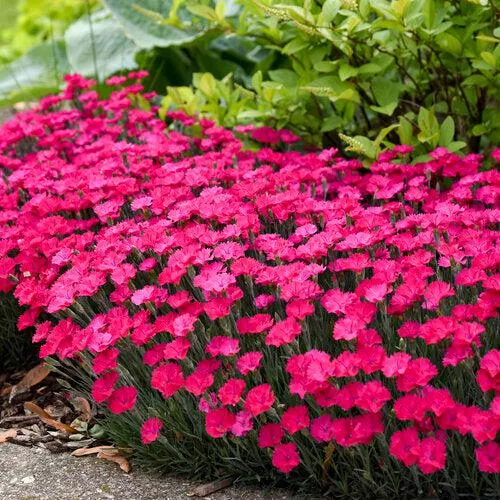 Dianthus 'Paint the Town Magenta'- Paint the Town Magenta Dianthus