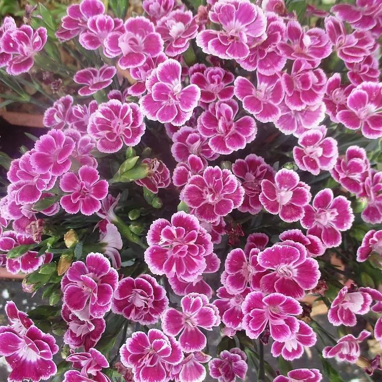 Dianthus plumaris 'Delilah Bicolor Purple'- Delilah™ Bicolor Purple Dianthus