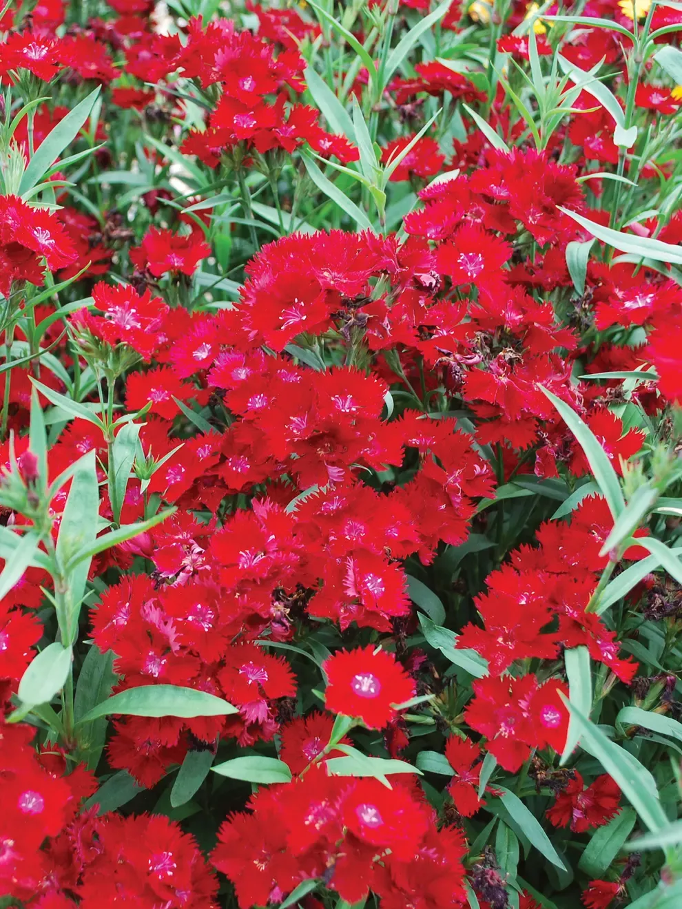 Dianthus Rockin Red