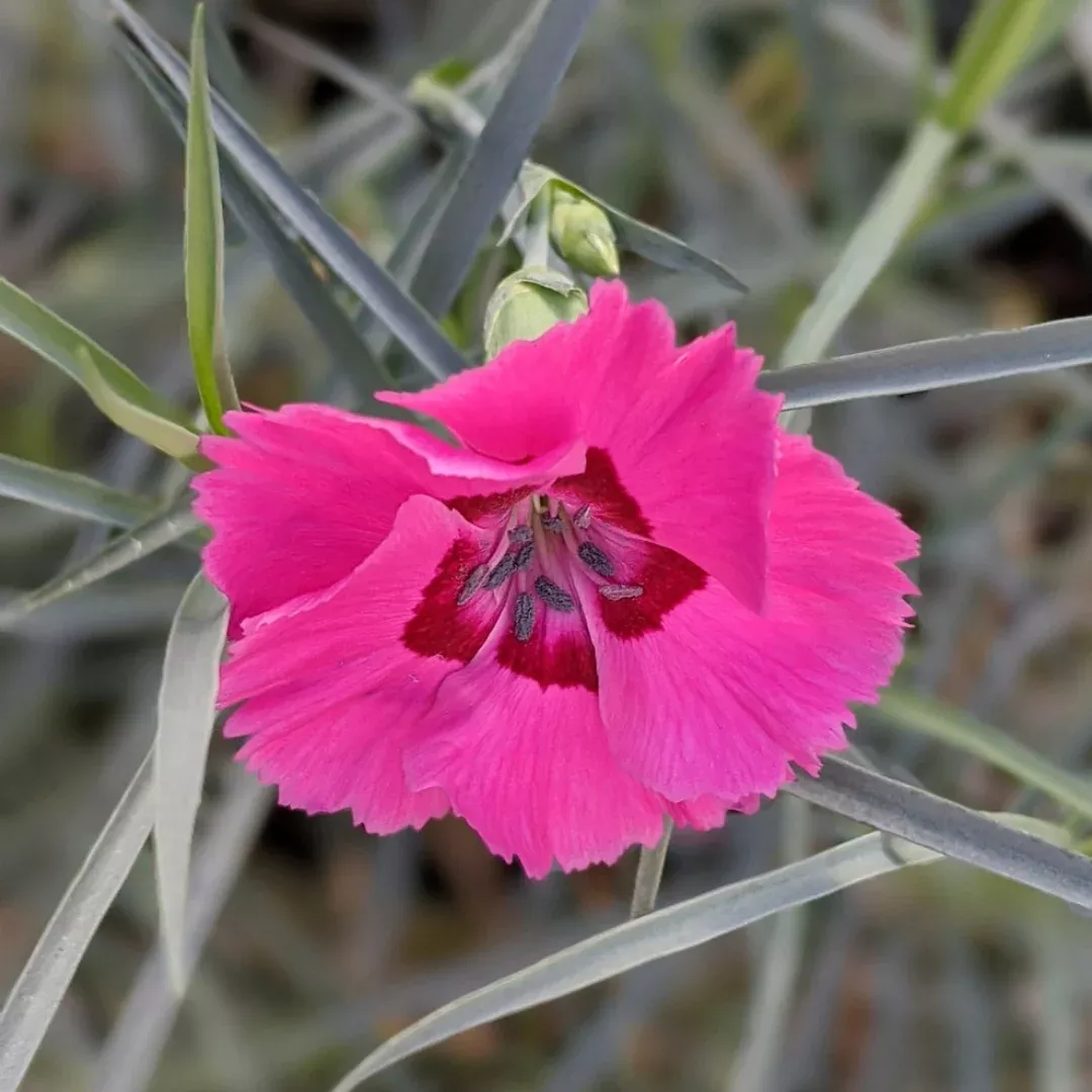 Dianthus Spp (Pink)