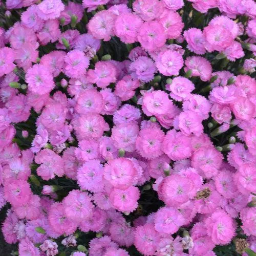 Dianthus 'Sweetie Pie'- Fruit Punch Sweetie Pie Dianthus