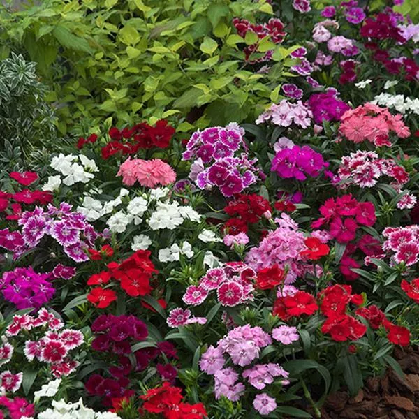 Dianthus telstar mix