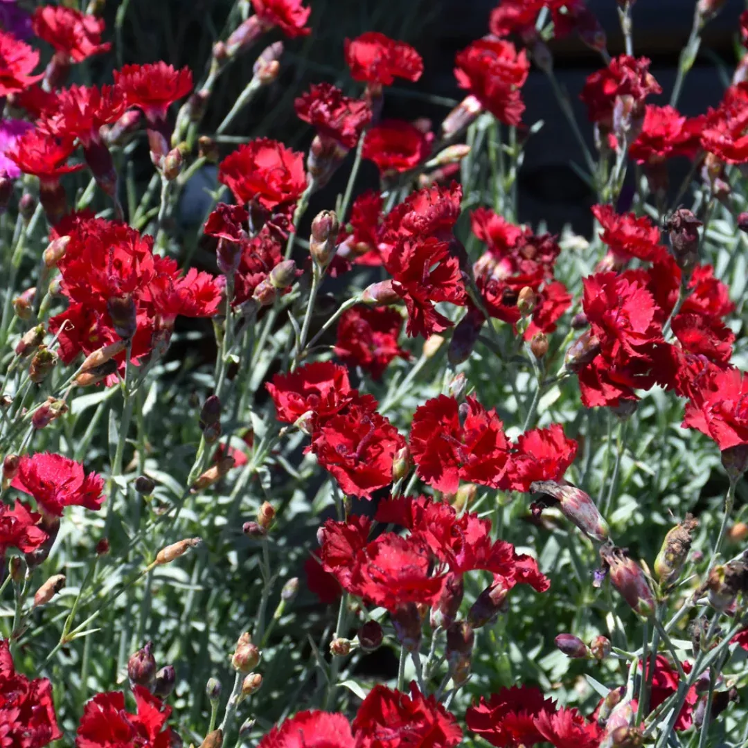 Dianthus x 'Fire Star' Pinks - [EG]