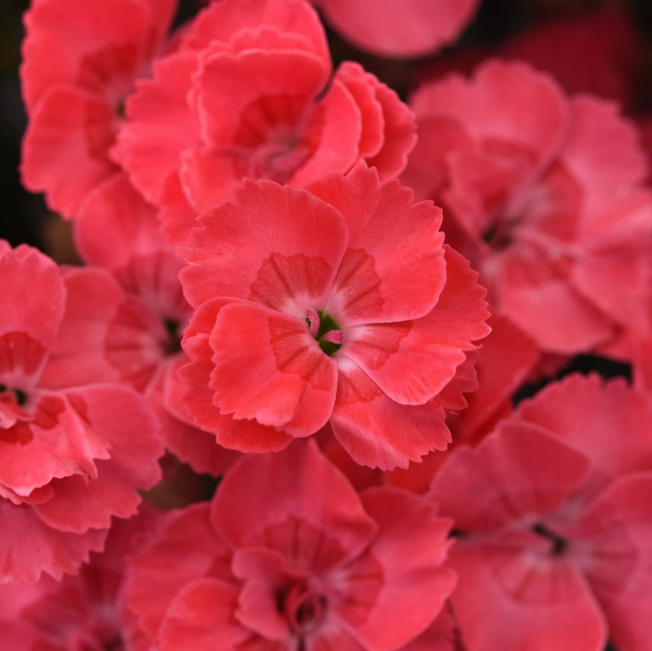 Dianthus x 'KLEDG23495'- EverLast™ Peach Dianthus