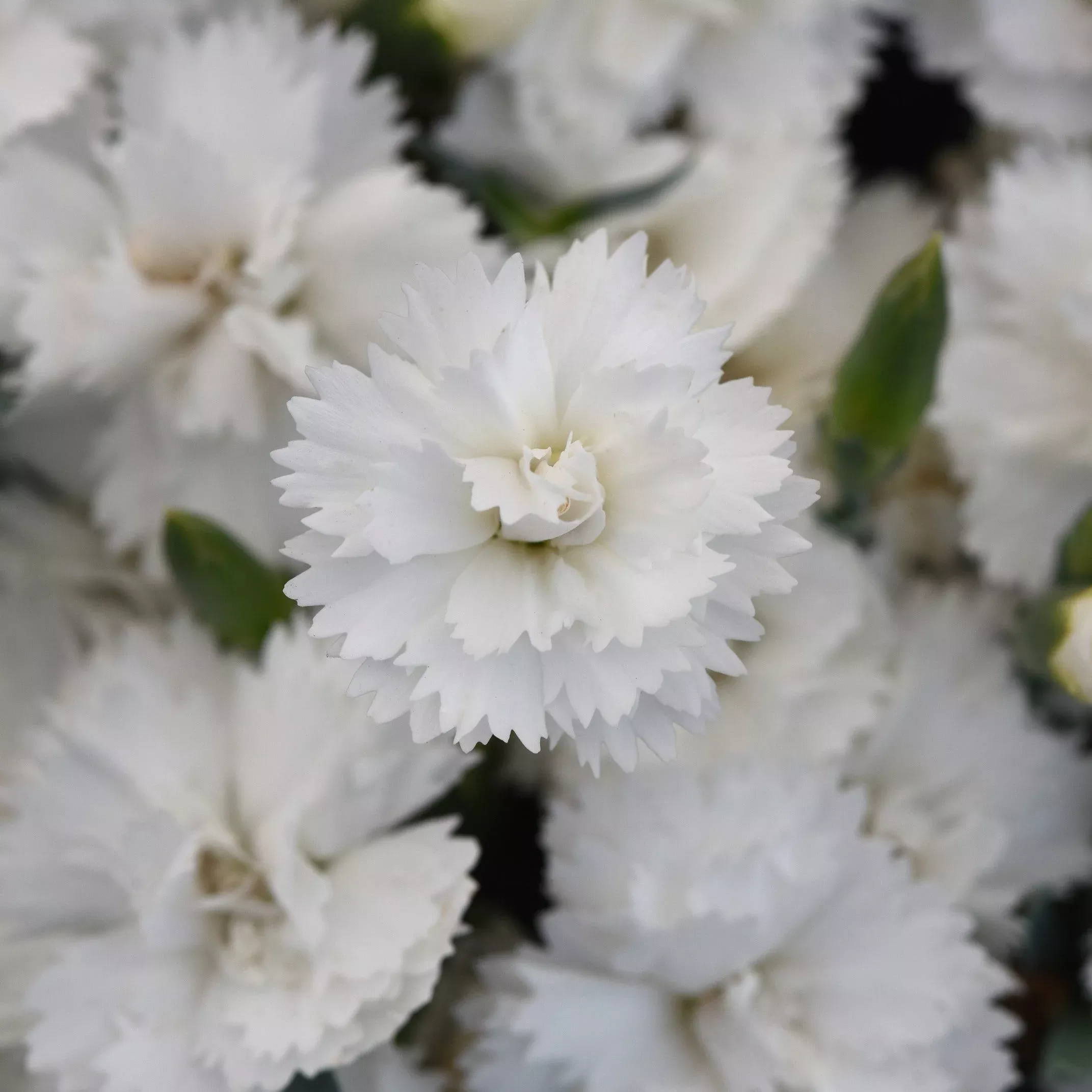 Dianthus x 'KLEDG24556'- EverLast™ White Dianthus