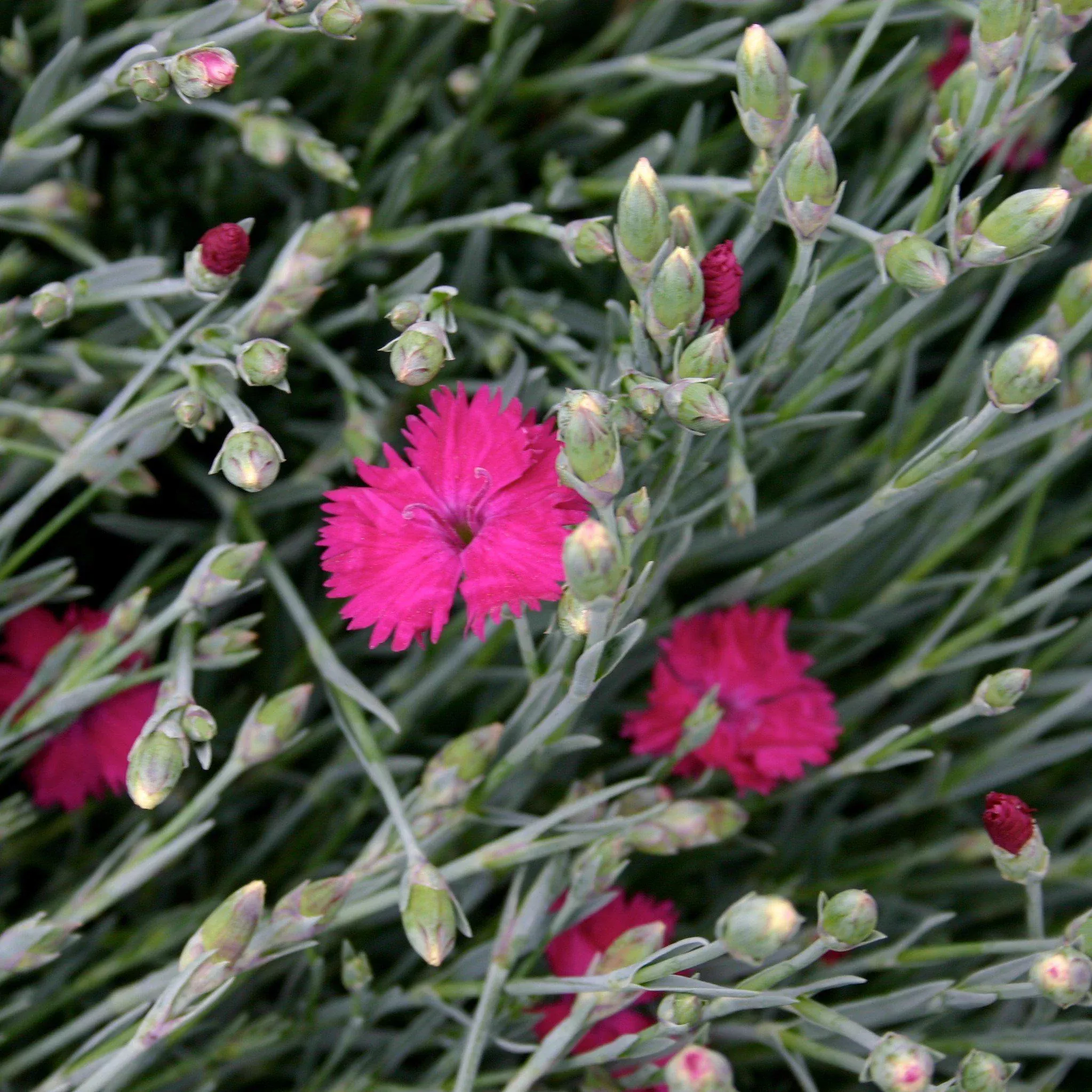 Dianthus x 'Neon Star'- Neon Star Dianthus