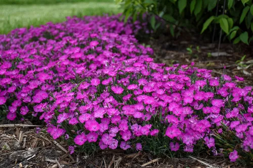 Dianthus x 'Paint The Town Fuchsia' / Pinks