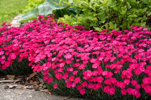 Dianthus x 'Paint The Town Magenta' / Pinks