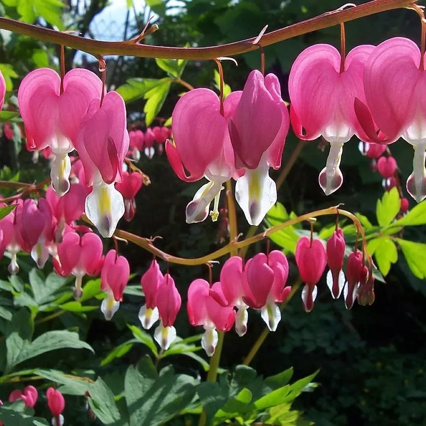 Dicentra spectabilis- Asian Bleeding Heart