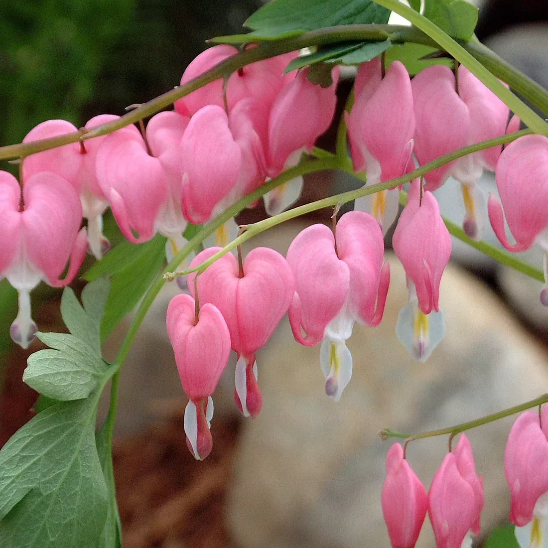 Dicentra spectabilis / Bleeding Heart