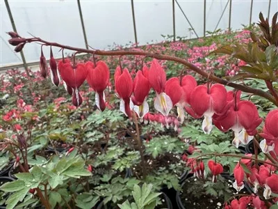 Dicentra spectabilis 'Valentine' / Bleeding Heart