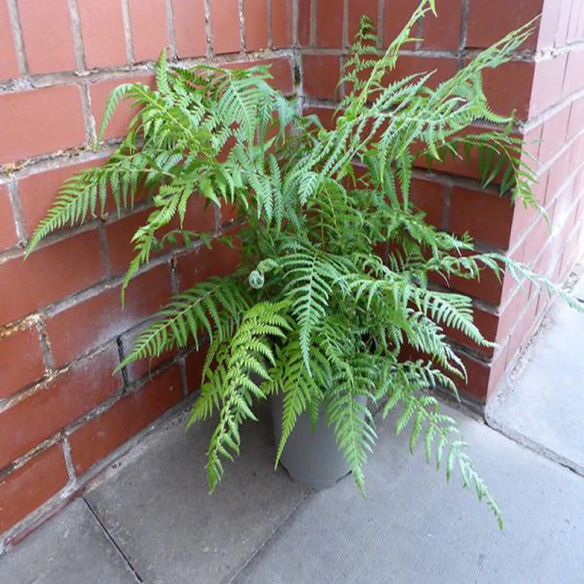 Dicksonia antarctica (Soft Tree Fern) 5 Litre pot