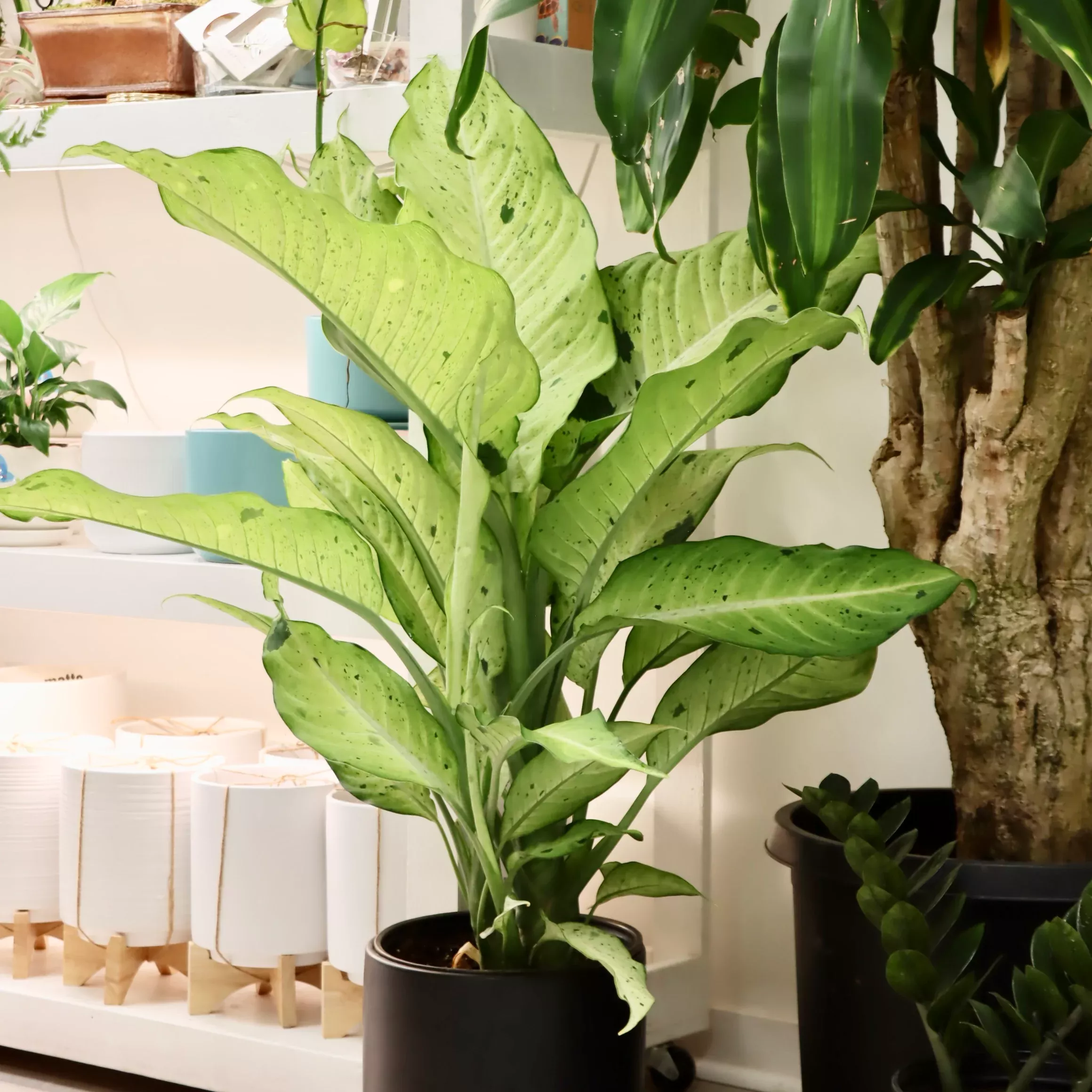Dieffenbachia 'Camouflage'