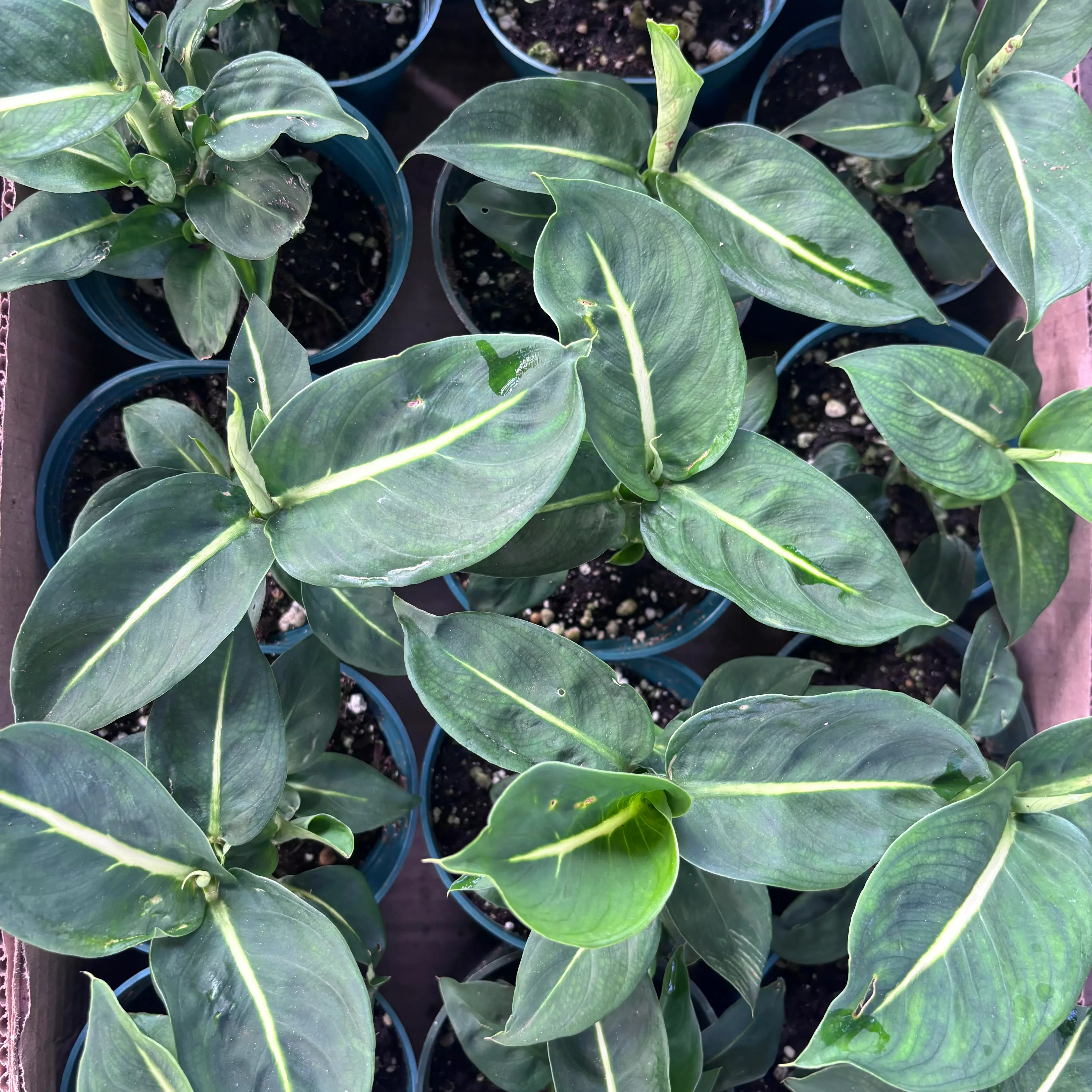 Dieffenbachia oerstedii 'Green magic' (Dumb Cane)