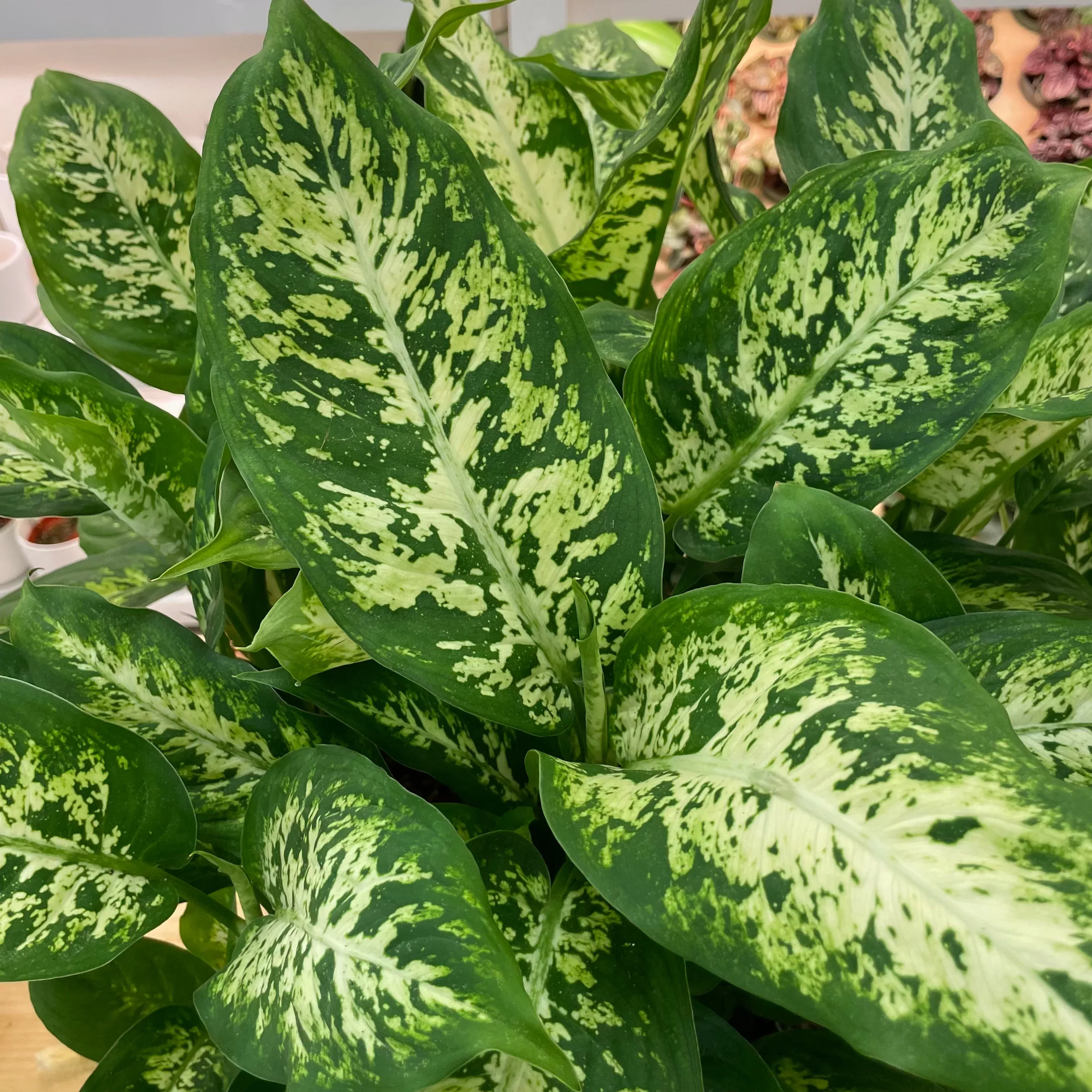 Dieffenbachia 'Perfecta Compacta'