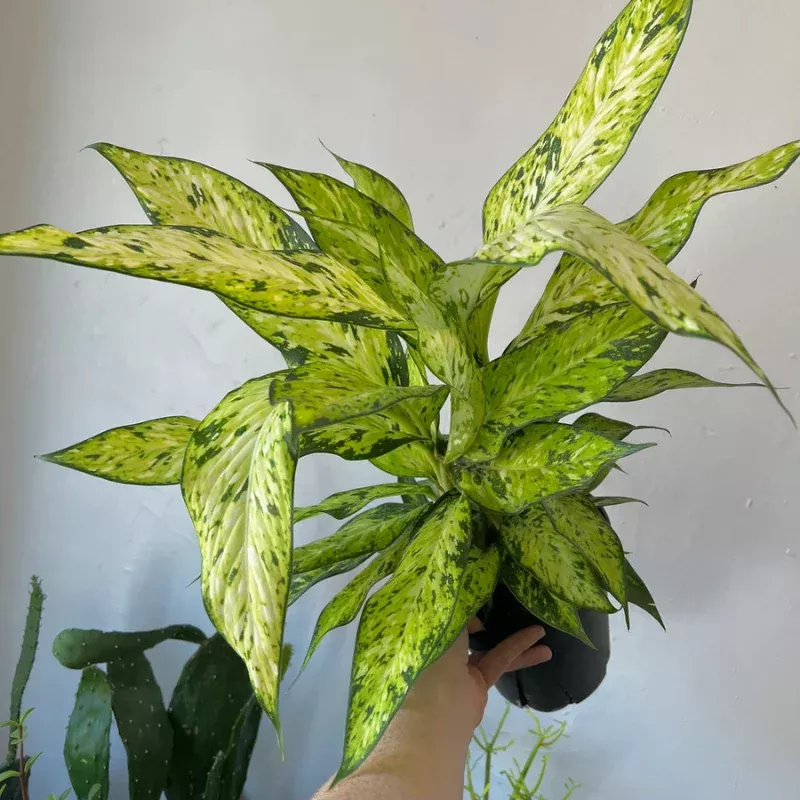 Dieffenbachia Star Bright Plant Plug (Dieffenbachia 'Star Bright') – Stunning green and white leaves – Perfect for bright, indirect light.