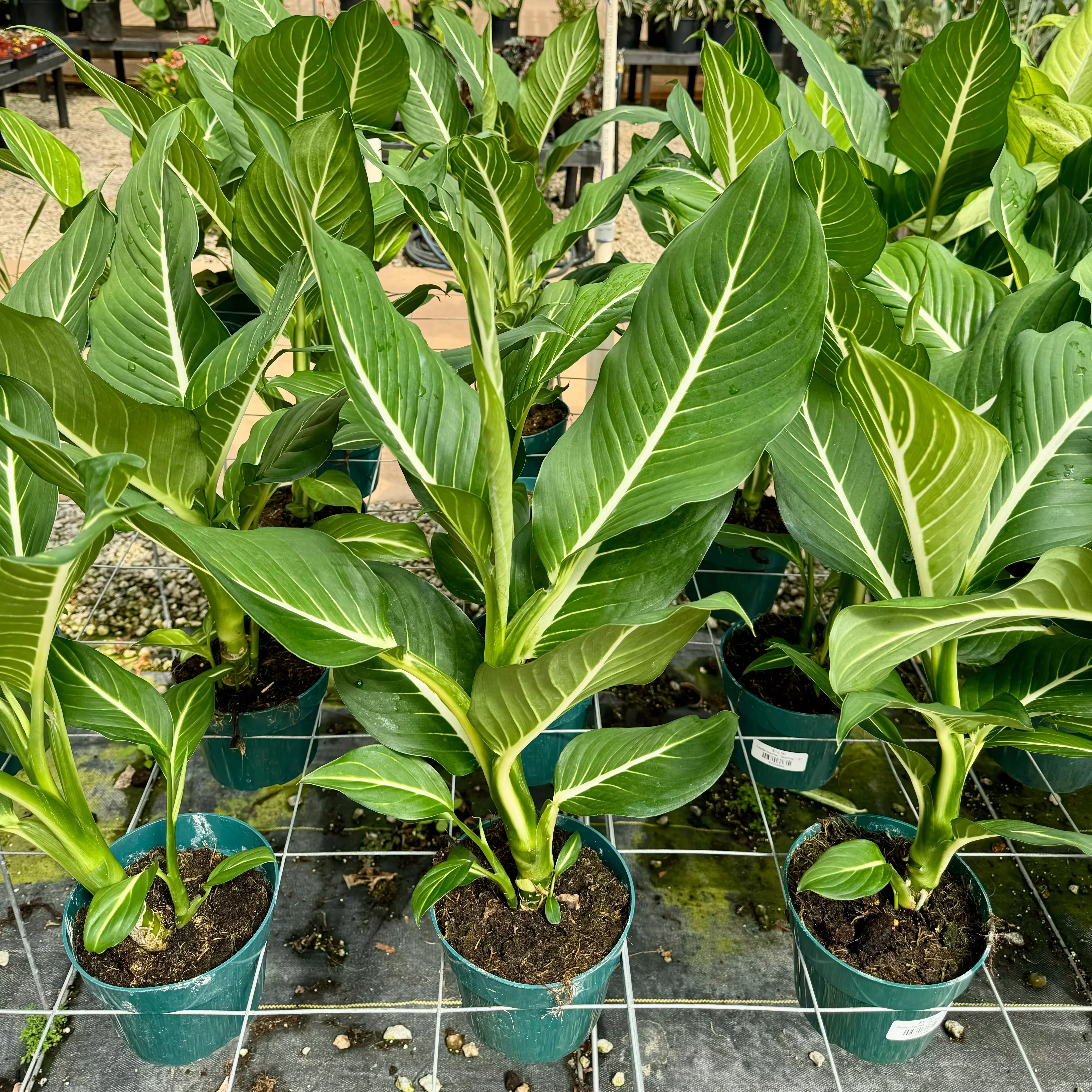Dieffenbachia 'Sterling'