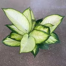Dieffenbachia Tropic Marianne