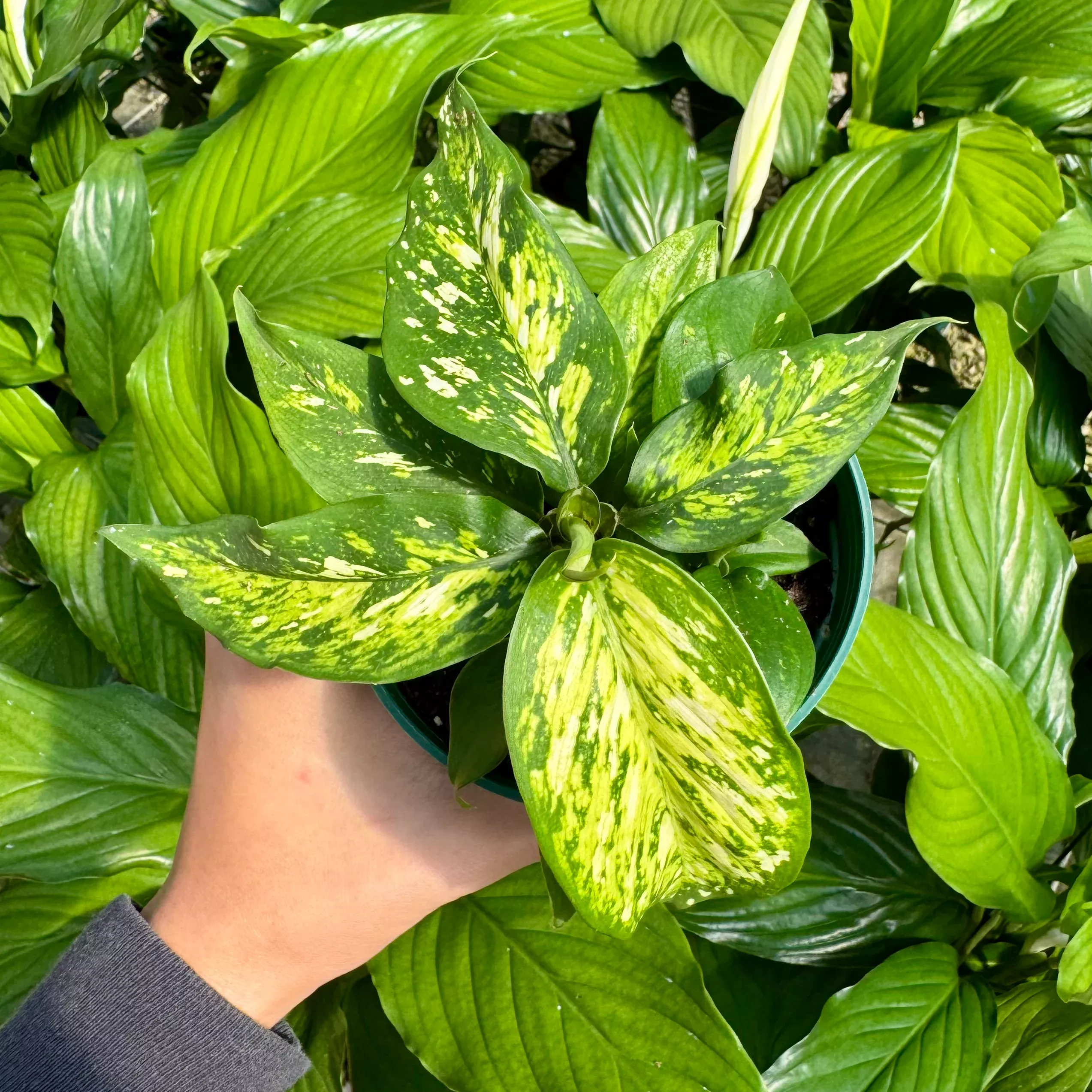 Dieffenbachia 'Vesuvius'