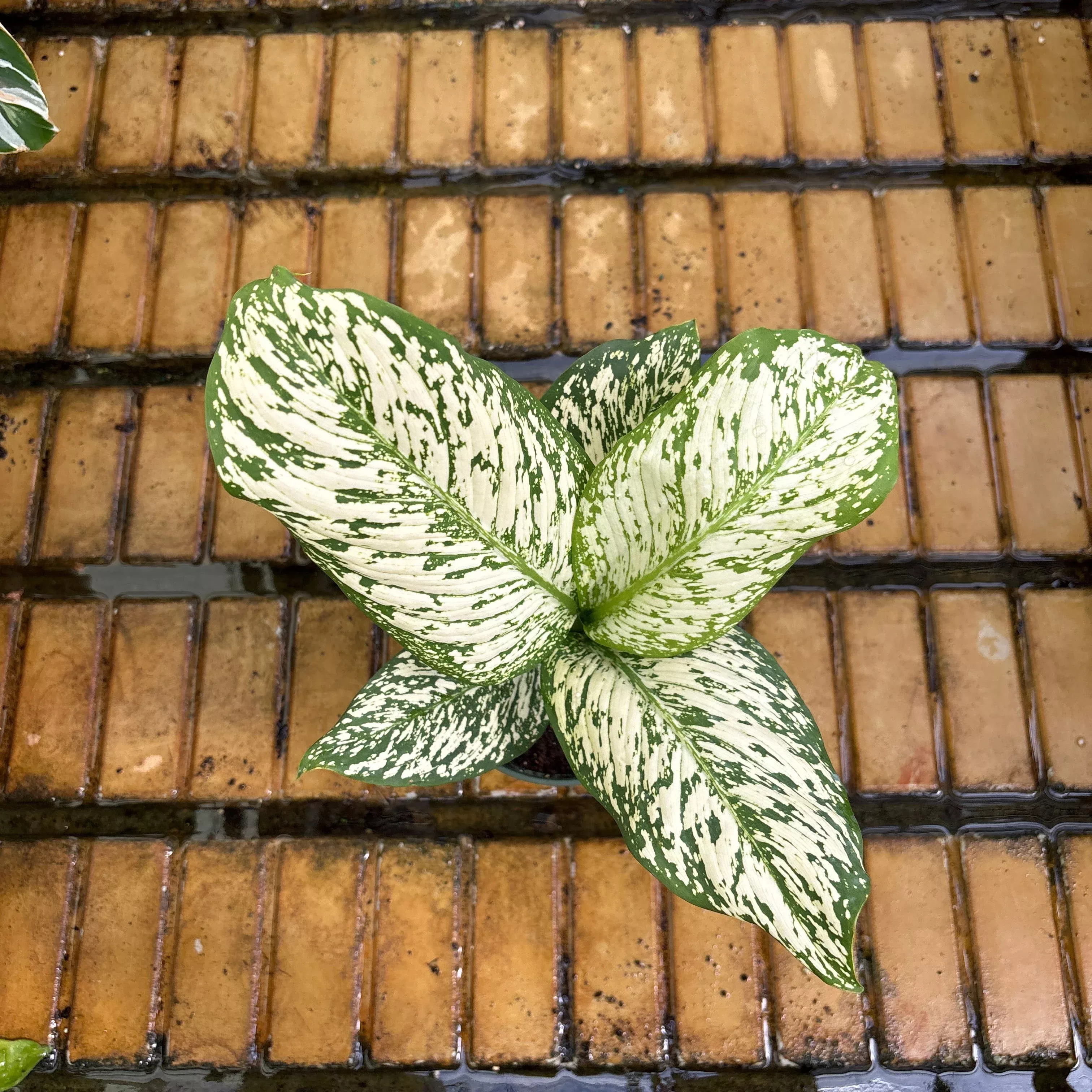 Dieffenbachia White Etna - Dieffenbachia sp - 4" Potted Houseplant