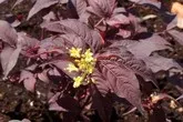 DIERVILLA S. ‘NIGHTGLOW’G2BE