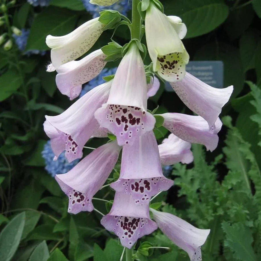 Digitalis purpurea'Camelot Lavender'- Camelot Lavender Foxglove