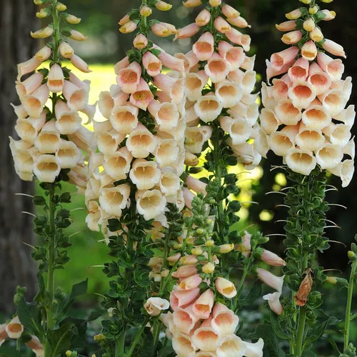 Digitalis purpurea 'Dalmatian Peach' / Foxglove