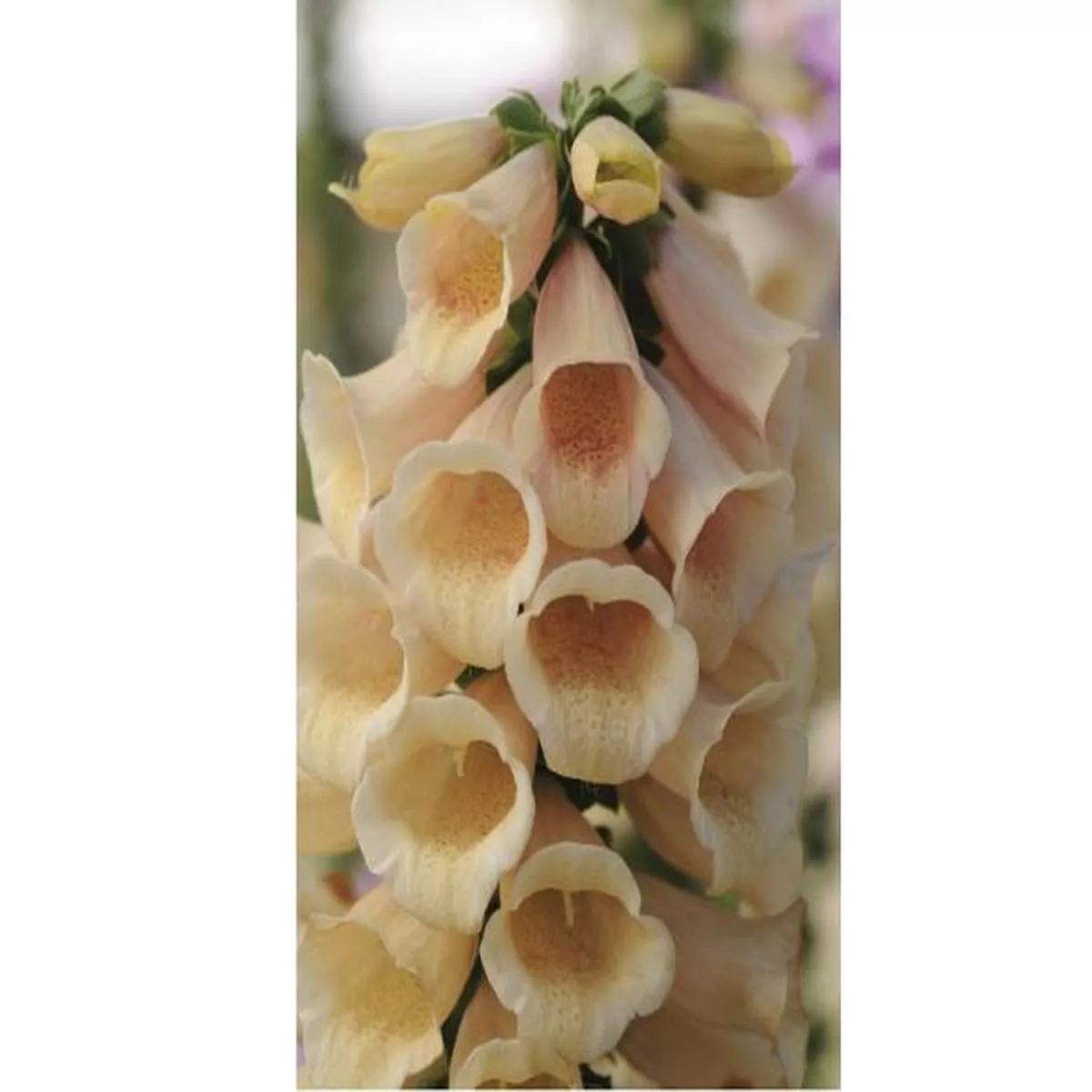 Digitalis purpurea Dalmatian PeachFoxglove