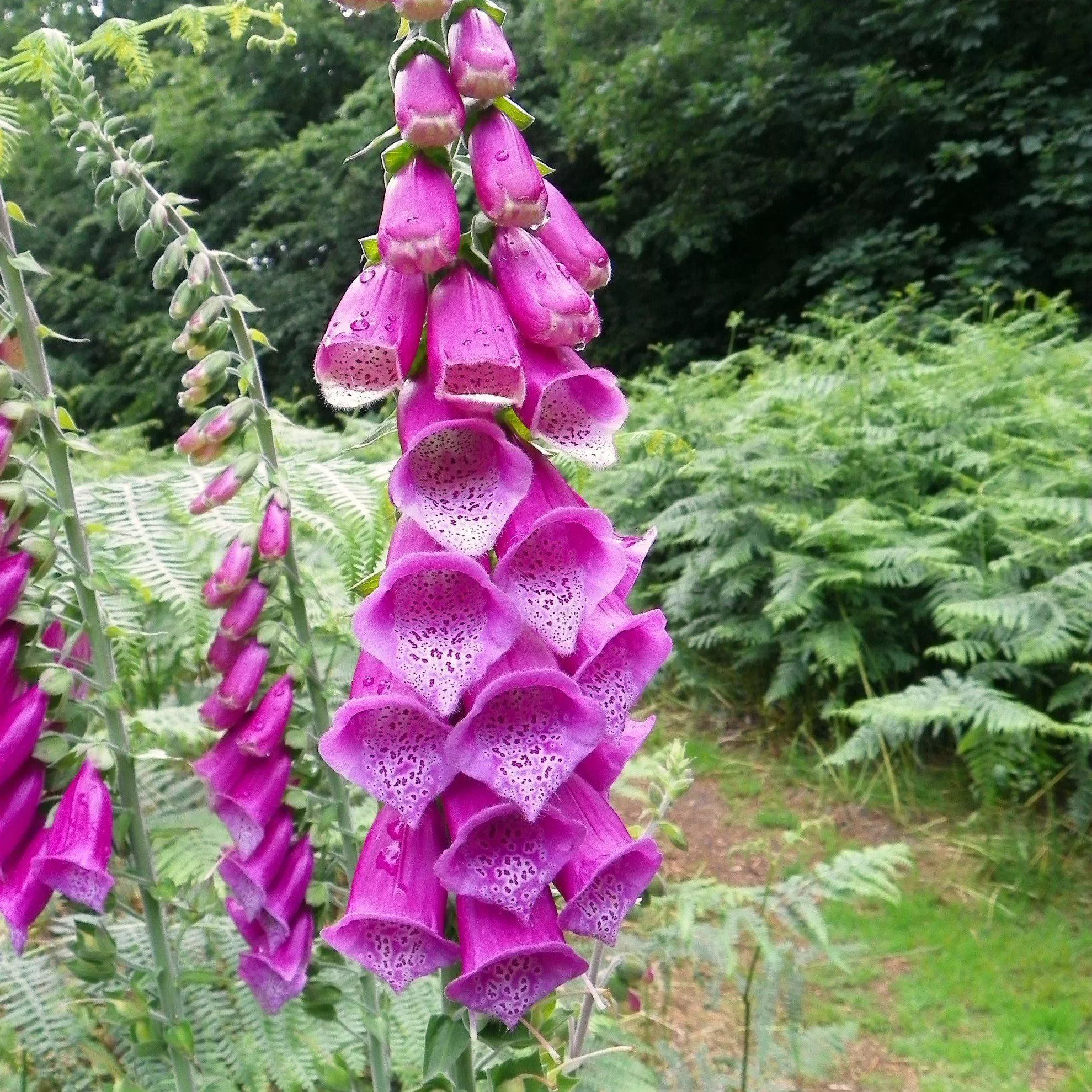 Digitalis purpurea 'Dalmatian Purple'- Dalmatian Purple Foxglove