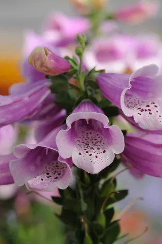 Digitalis purpurea 'Dalmatian Rose' / Foxglove