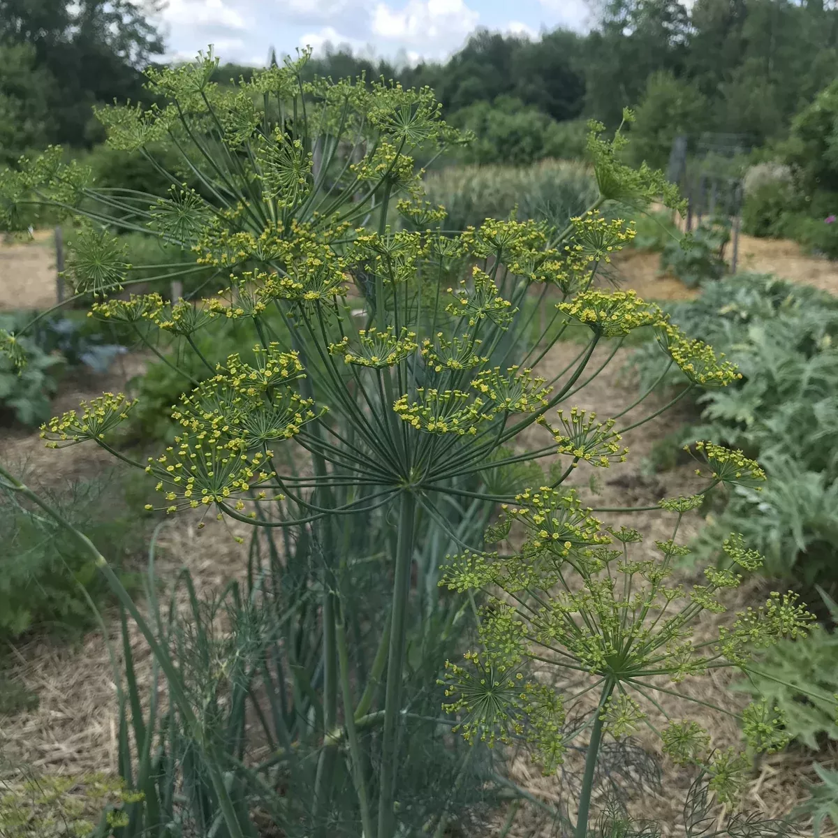 Dill, Mammoth (Anethum graveolens)